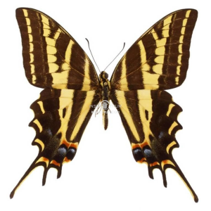 PAPILIO PILUMNUS